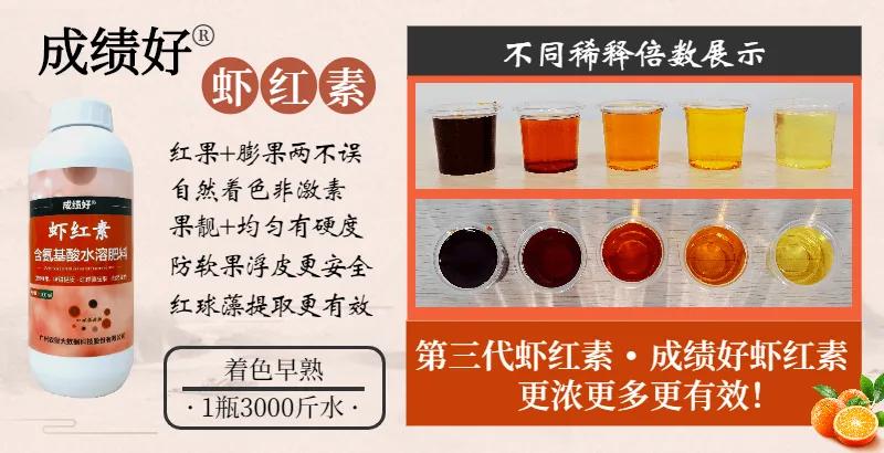 2023爱媛28红美人收购价格,爱媛红美人发货