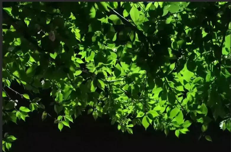 笔顺权威专家揭示笔顺的正确写法,笔顺标准写法正式出台超全面