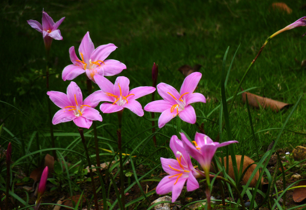 植物世界丨40款人见人爱的爆火花卉居然都是入侵植物，丢弃要犯罪