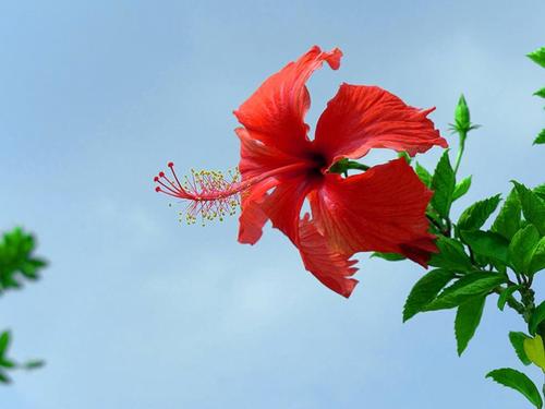 100种漂亮的夏花图片,30种夏花图片大全