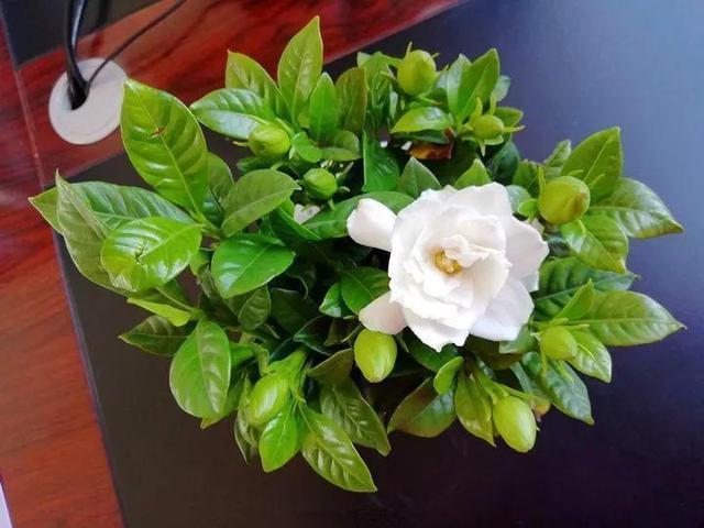 水培郁金香花期过后怎么处理叶子,4种花适合新手养漂亮好养