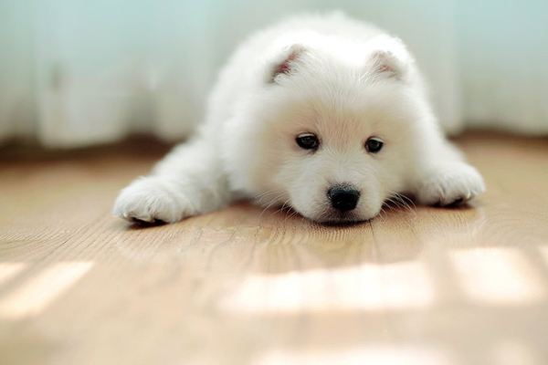 搞笑又可爱的狗子,萌到流鼻血宠物的搞笑可爱瞬间