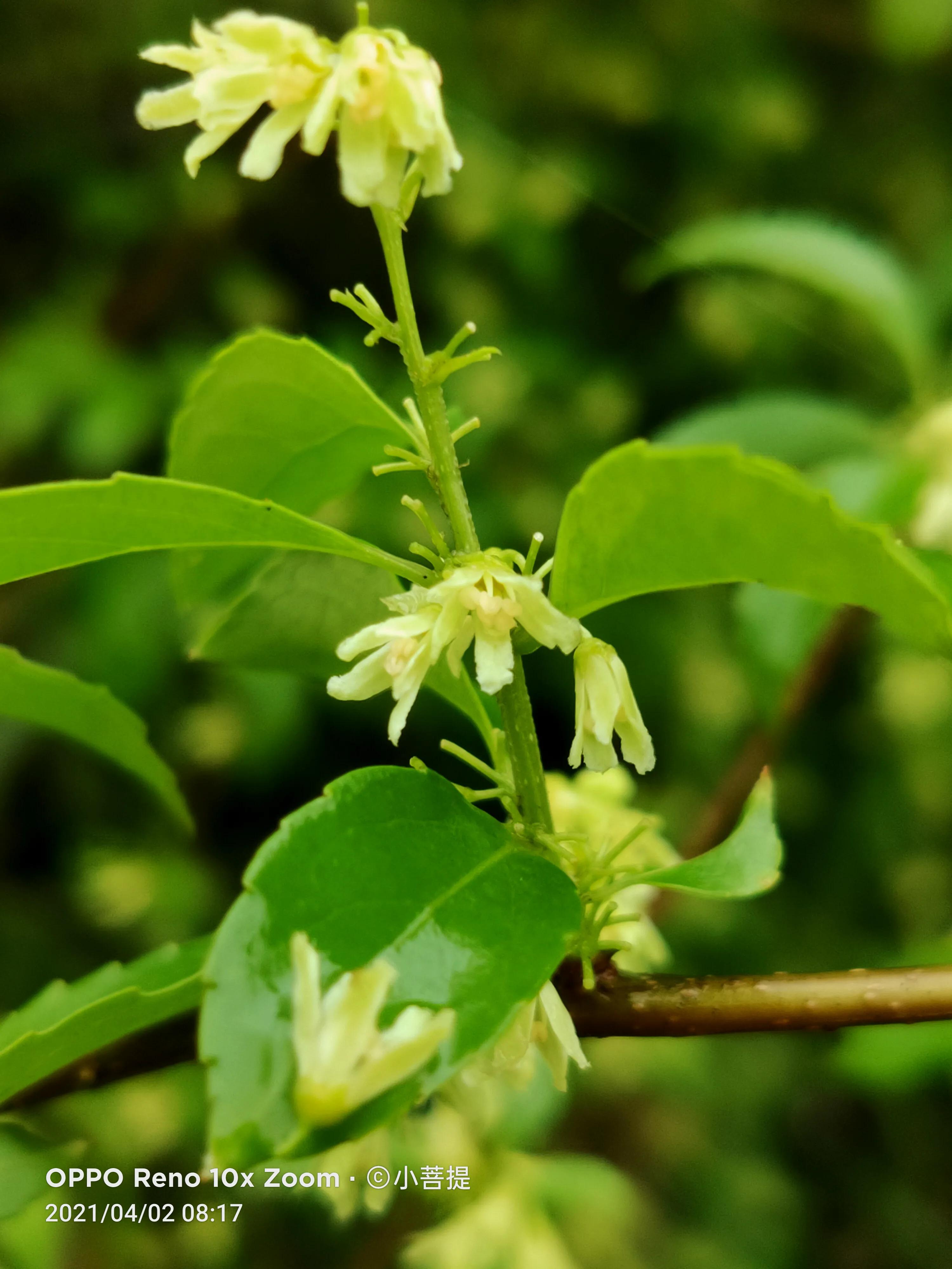 清明时节开花的花草有哪些,早春时节各种植物的样子