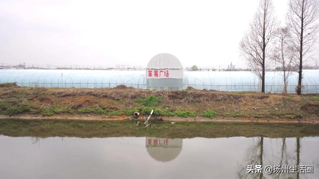 扬州花卉市场大全,扬州西区花卉市场