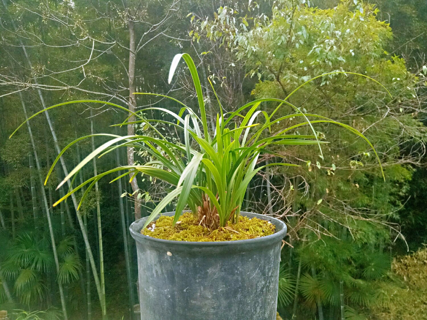 冬天兰花翻盆后水晶头消失,兰花上盆以后怎么判断死活