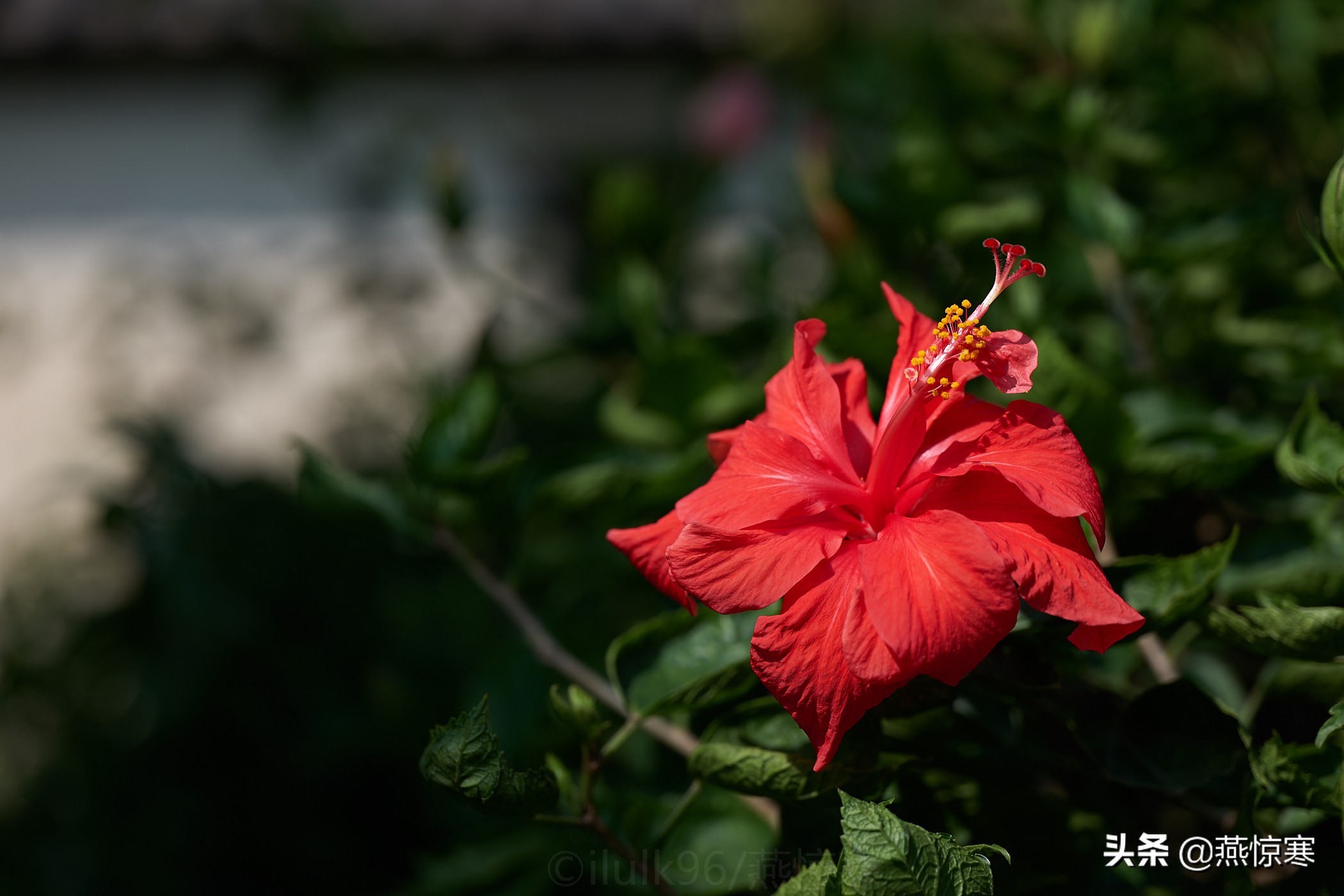 徕卡最值得玩的镜头,徕卡镜头351.4和501.4拍摄对比