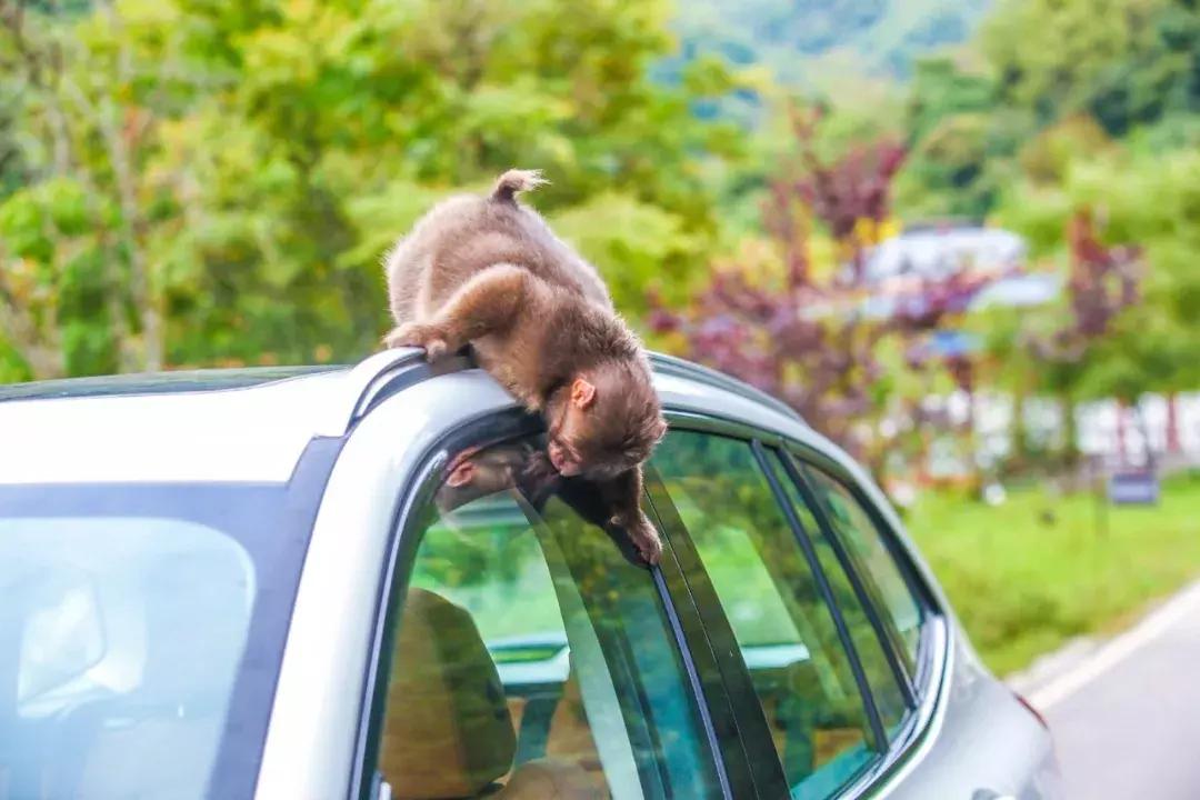 成都自驾百里杜鹃旅游攻略,万亩杜鹃花在青山幽谷