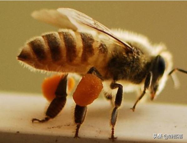 蜜蜂不产蜂蜜的技巧,蜜蜂怎么光采蜜不进粉
