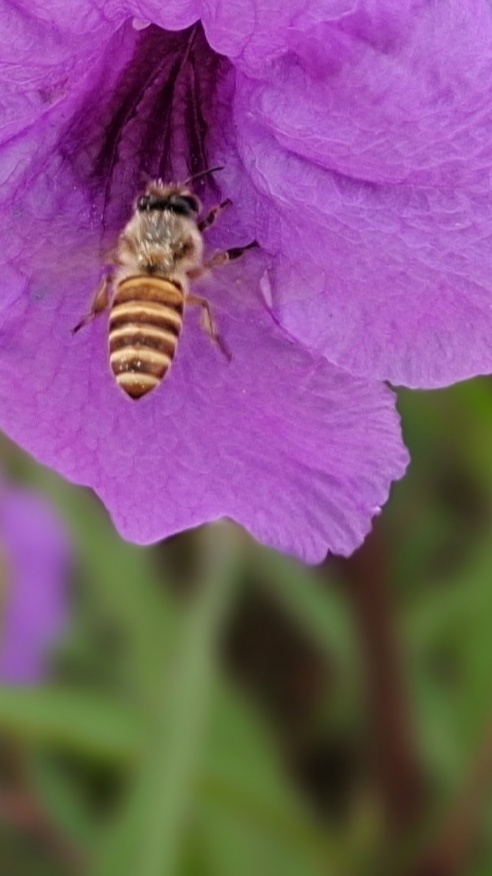 珠海井岸黄楊河湿地公园,20200927