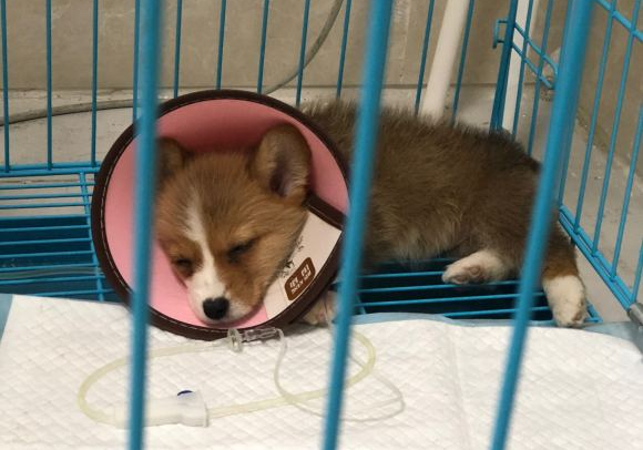 柯基生病临死挣扎,柯基第一次去医院怕什么