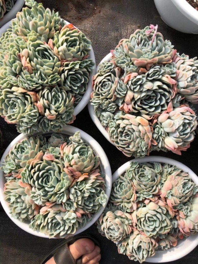 多肉植物树冰怎么养,多肉冰梅度夏注意事项