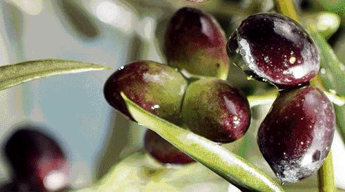 文末福利留言有礼,橄榄油可以做的美食