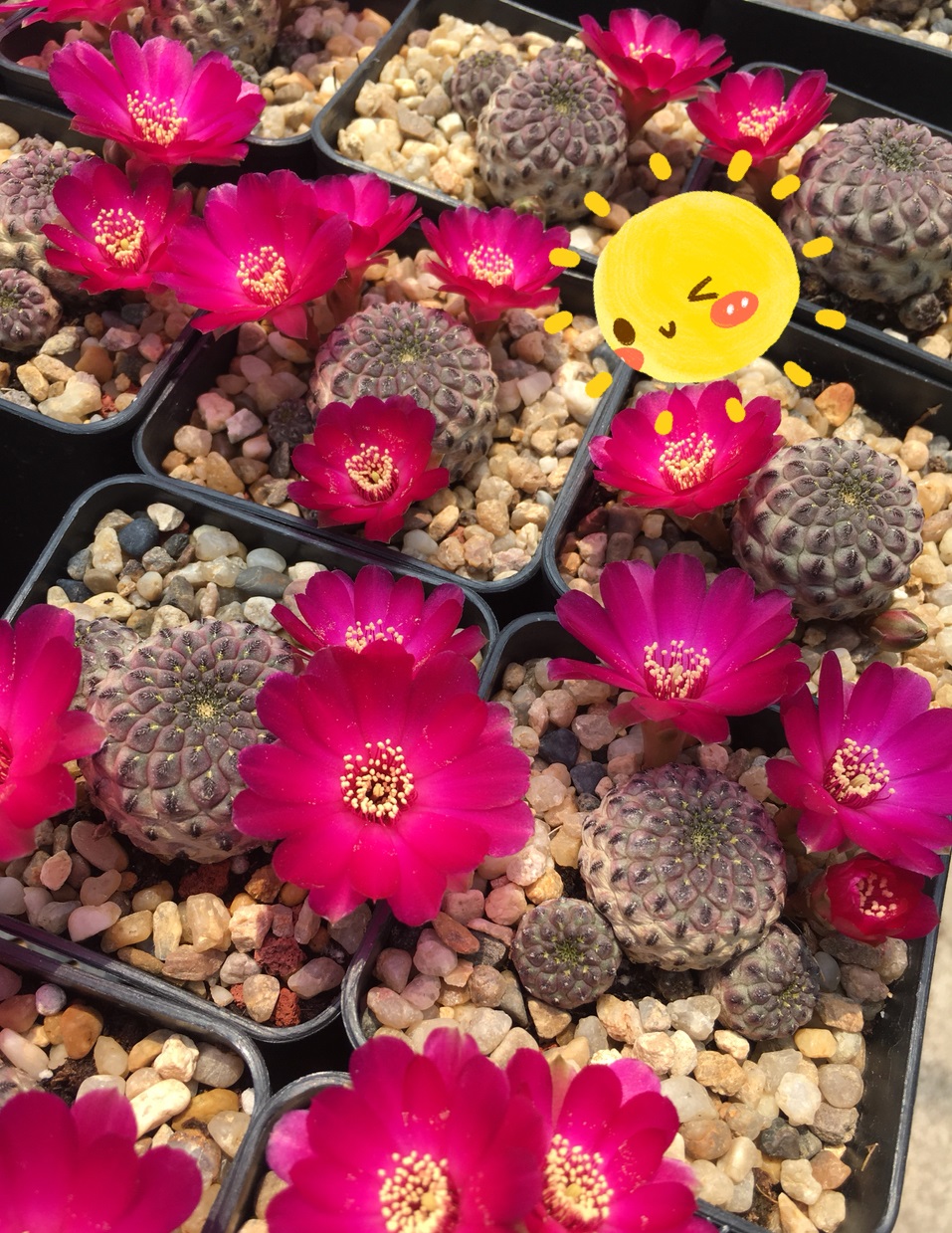 长得像荔枝的仙人球,长的像星兜的仙人球