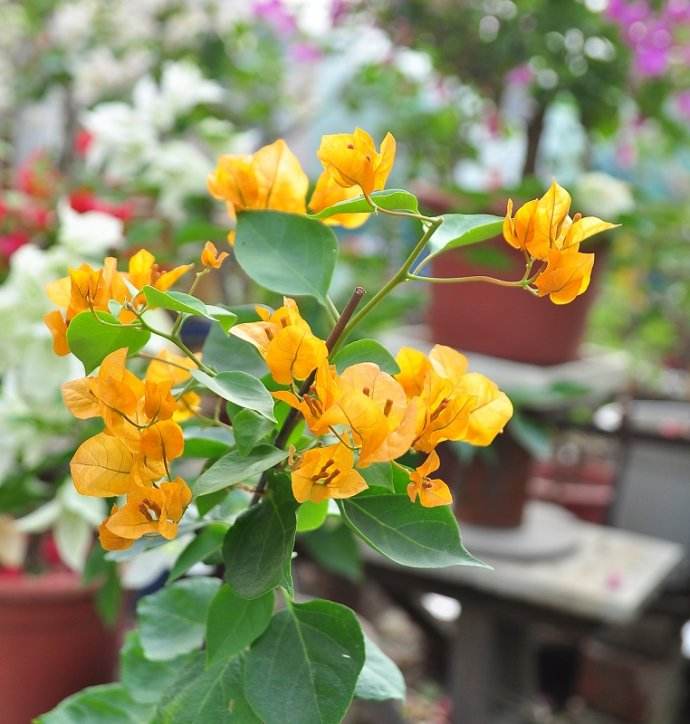 三角梅10大勤花品种，不用控水，一年到头有开不完的花