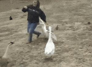 有蛇的地方养鹅,大鹅粪便真的能杀死蛇吗