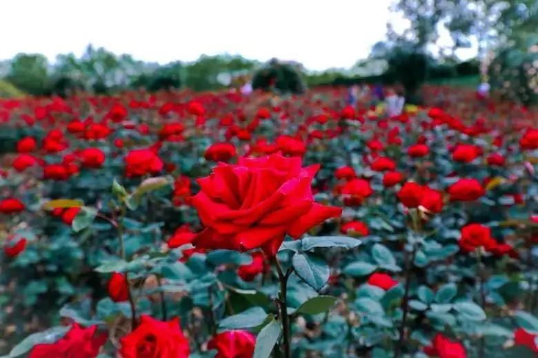 让人羡慕成都人,为什么成都人那么好看