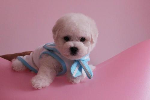 比熊消除泪痕,比熊吃什么牌子狗粮能消除泪痕