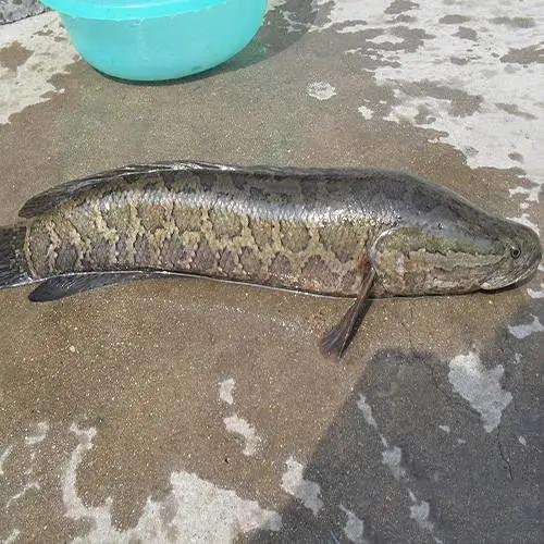 鱼白肝最好的治疗方法,生鱼肝治什么病最好