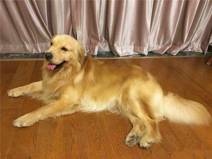 狗狗真的很容易生病吗,狗狗细小已经好了几大症状