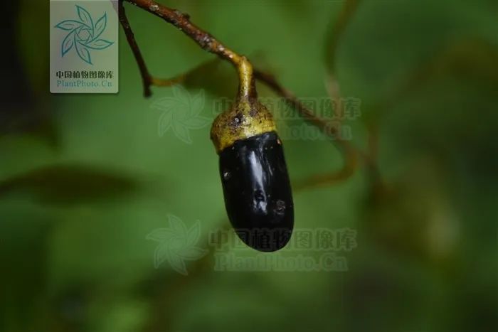 云南人最认同的本地食材,外省人来云南没有见过的菜