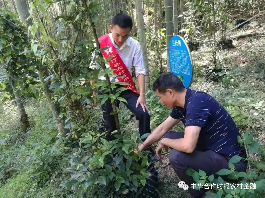 农村普惠金融的实践与思考,福建农信乡村振兴十大行动