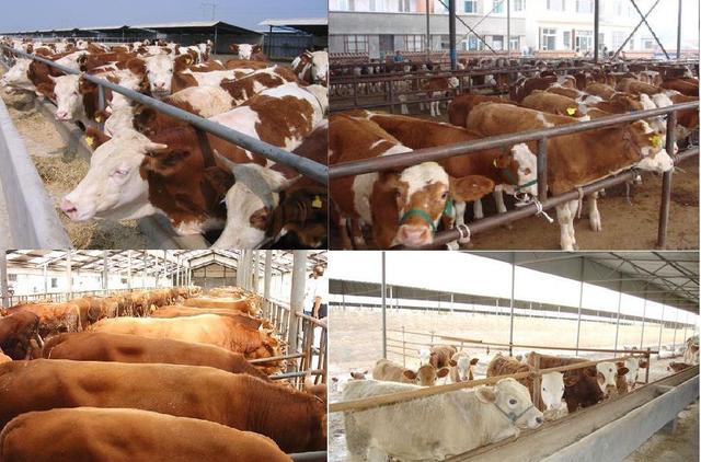 繁改中的乡邮路！（宾县胜利镇——刘志彬）