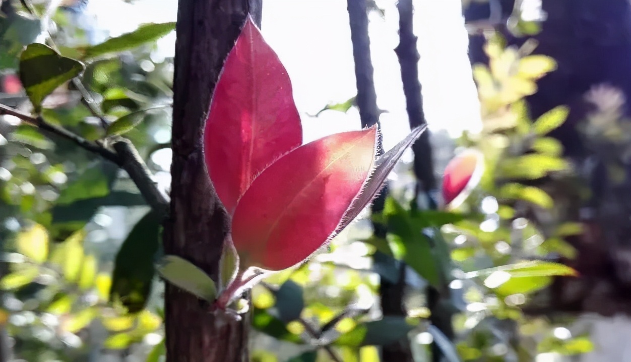 甲亢患友们有哪些注意事项？