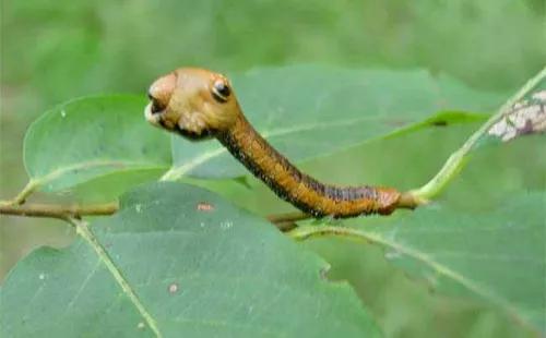 如何预防尺蠖,尺蠖为什么要消灭