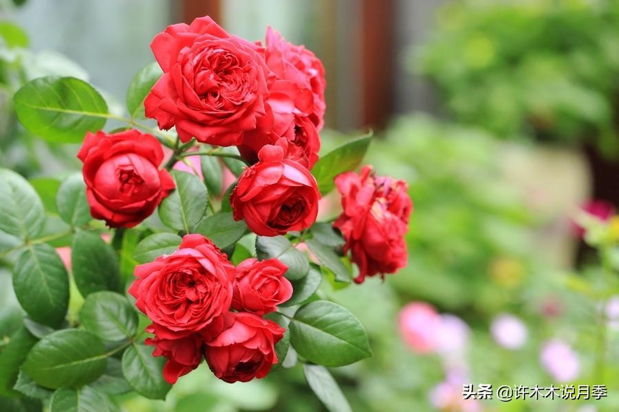 四季开花勤花月季,最好养最勤花的月季