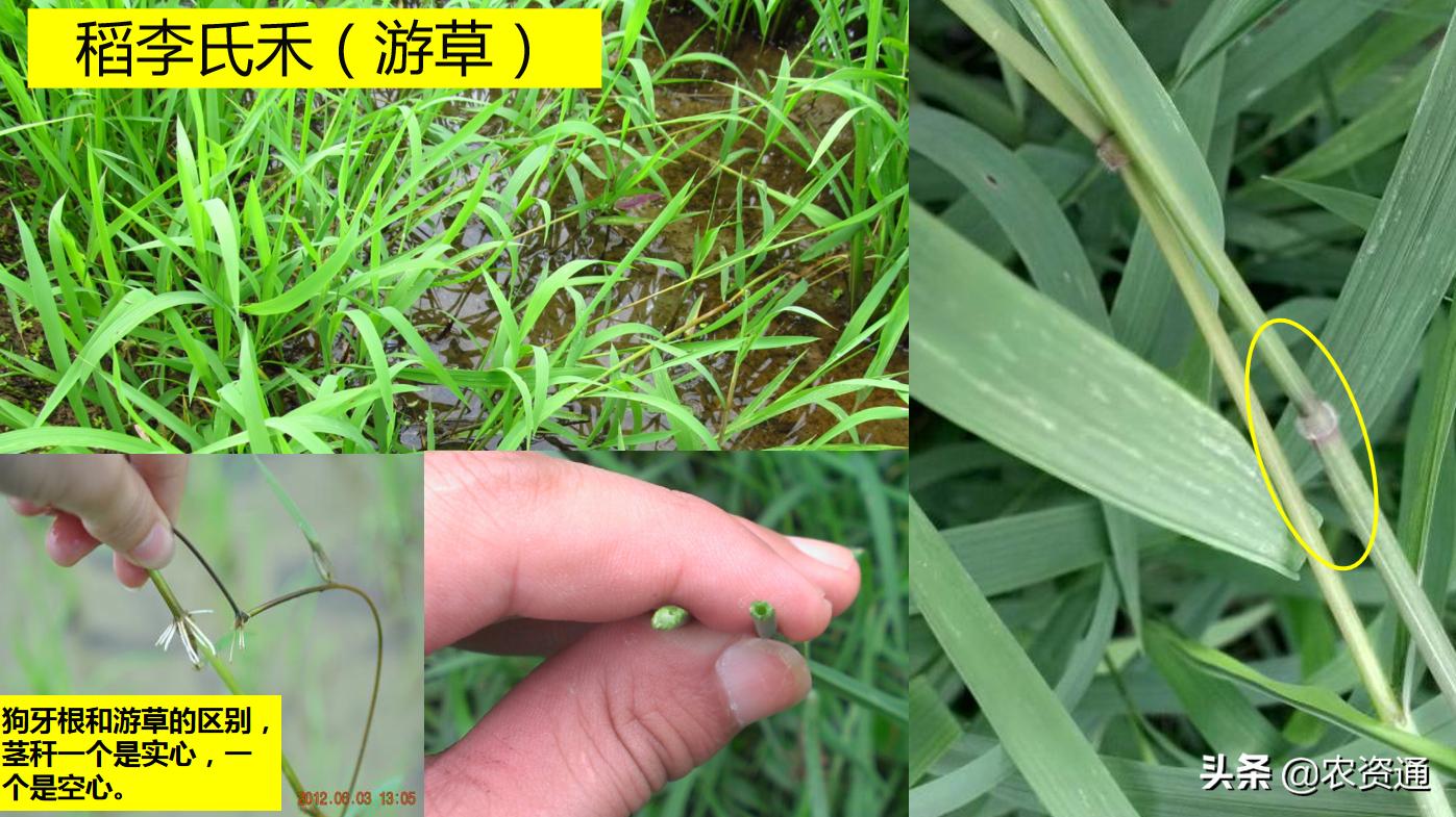 稻田除草技术,水稻田封闭除草的最新方法