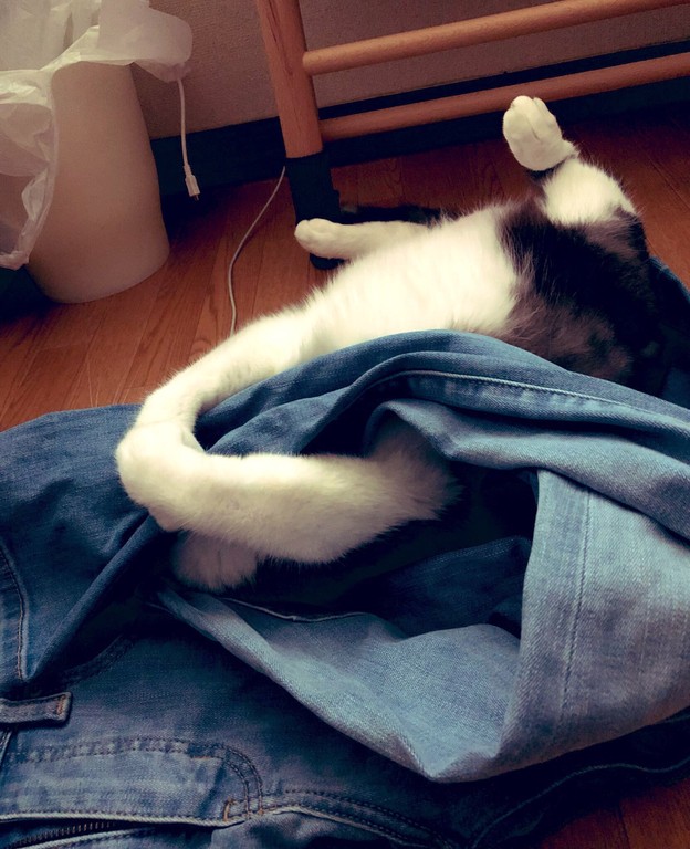 日本网友发现猫咪最爱,GU和优衣库的牛仔裤,穿上就能让它爱上你