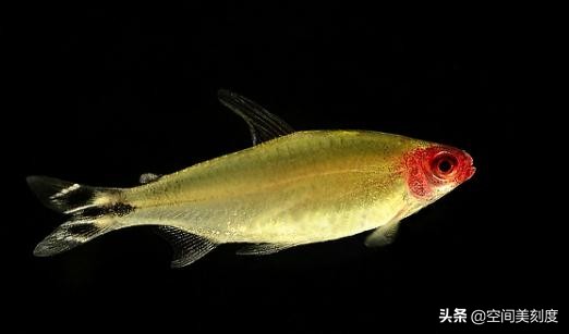 30种常见热带观赏鱼图片大全,十大你肯定没养过的热带观赏鱼