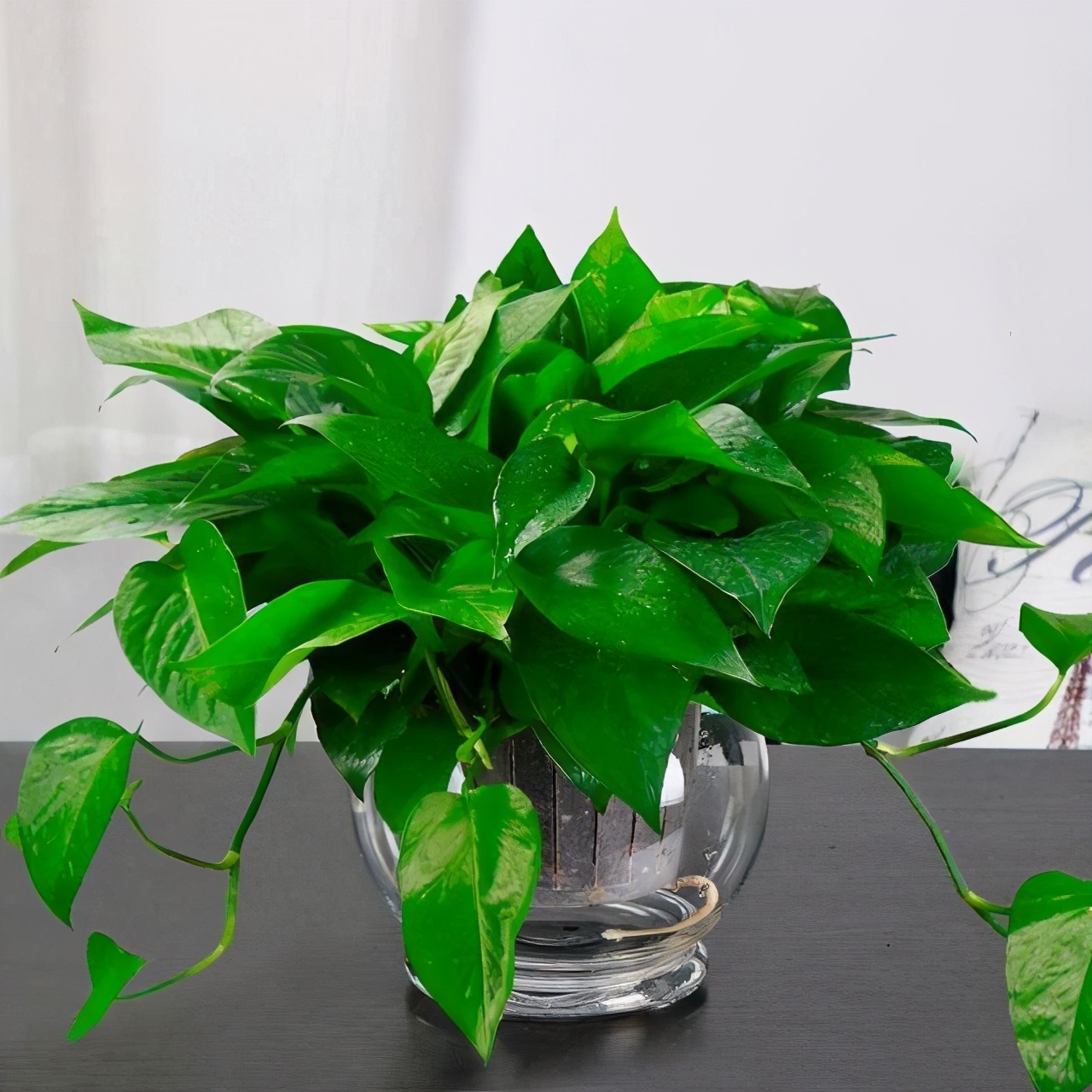 绿萝枯萎怎么把它养好,绿萝特点和习性小知识