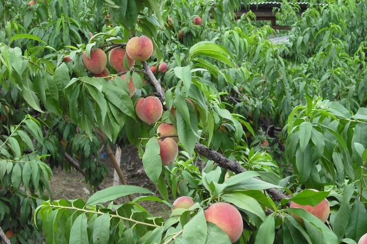 桃子成熟期腐烂是什么病怎么防治,桃子缩果病防治