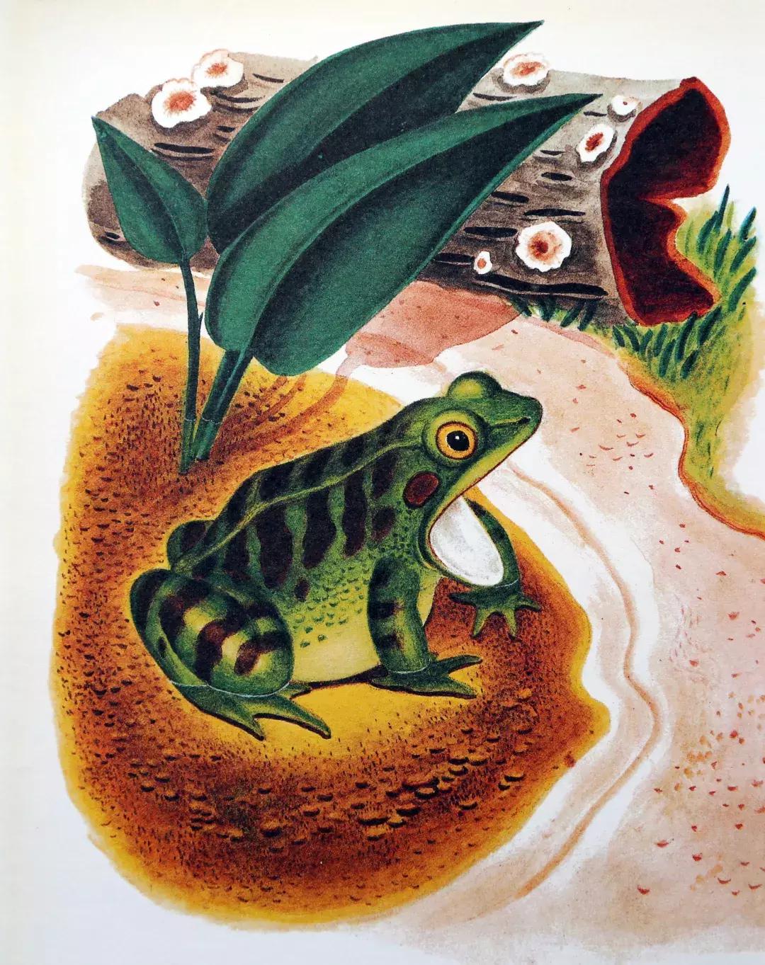 羞答答的小猫绘本故事,绘本阅读有趣的小猫