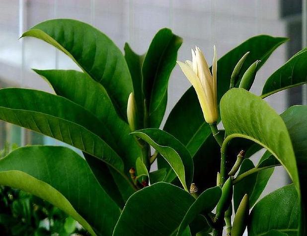 白玉兰黑叶,黑叶白玉兰救活方法