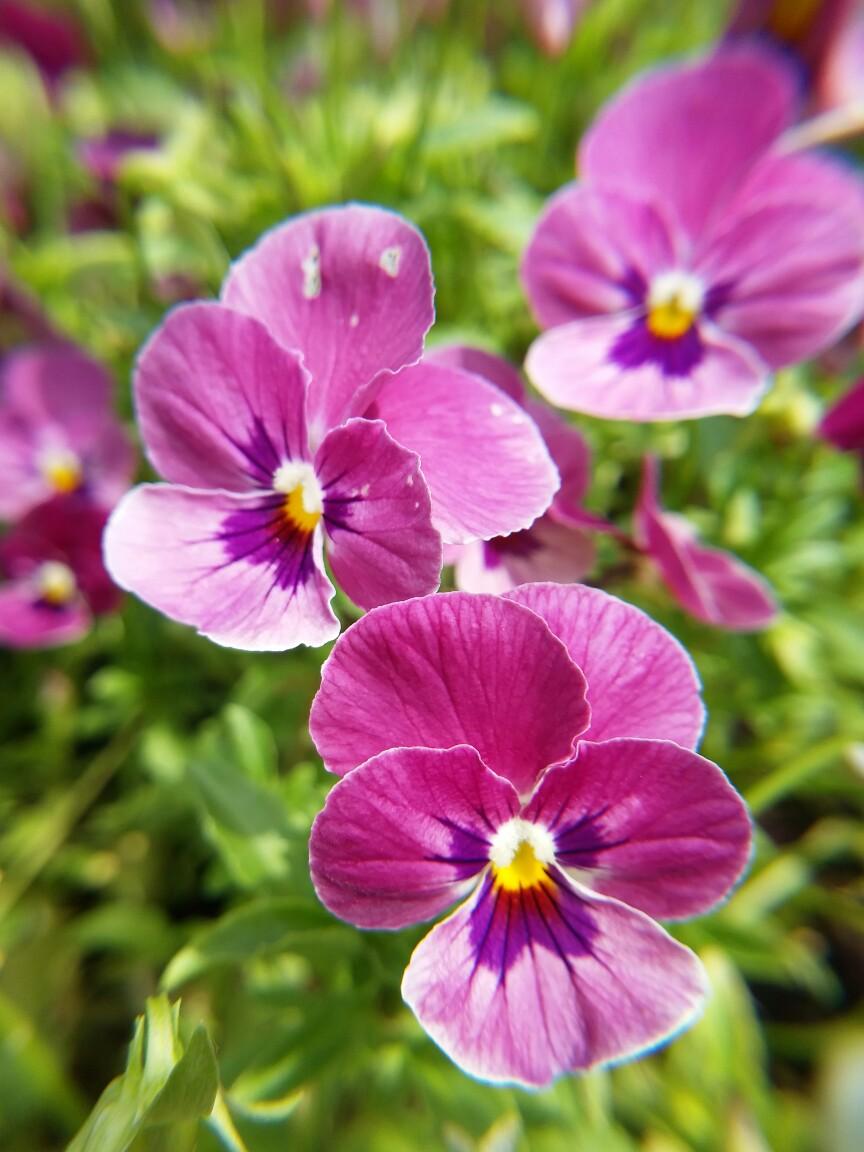 春天开的娇艳的花,春天开的花都有什么迷人的花