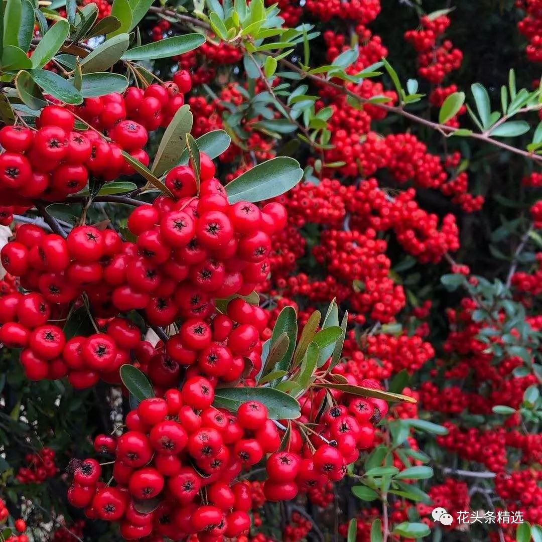 最优质的北美冬青,北美冬青性价比高的