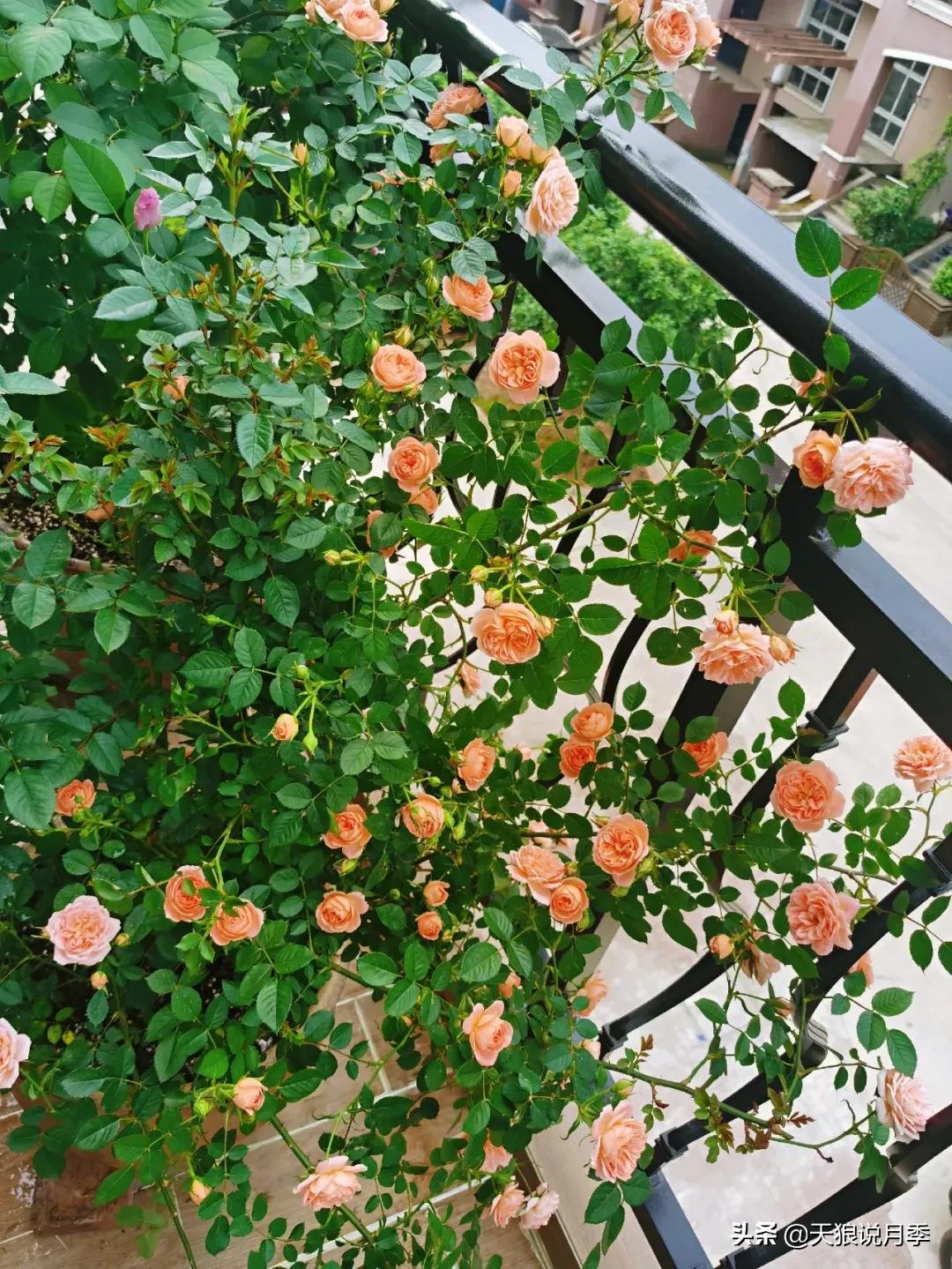 月季春季第一波花要不要剪,月季春季第一波花开后嫁接