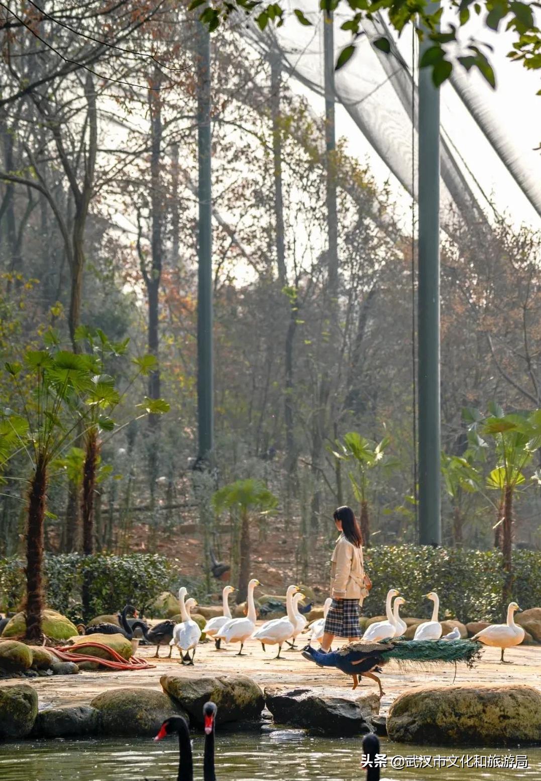 武汉野生动物王国怎么预约,武汉野生动物王国免门票