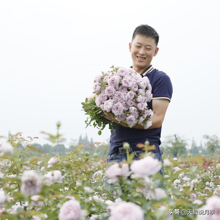 月季的正确抹芽方法,月季抹芽的正确方法