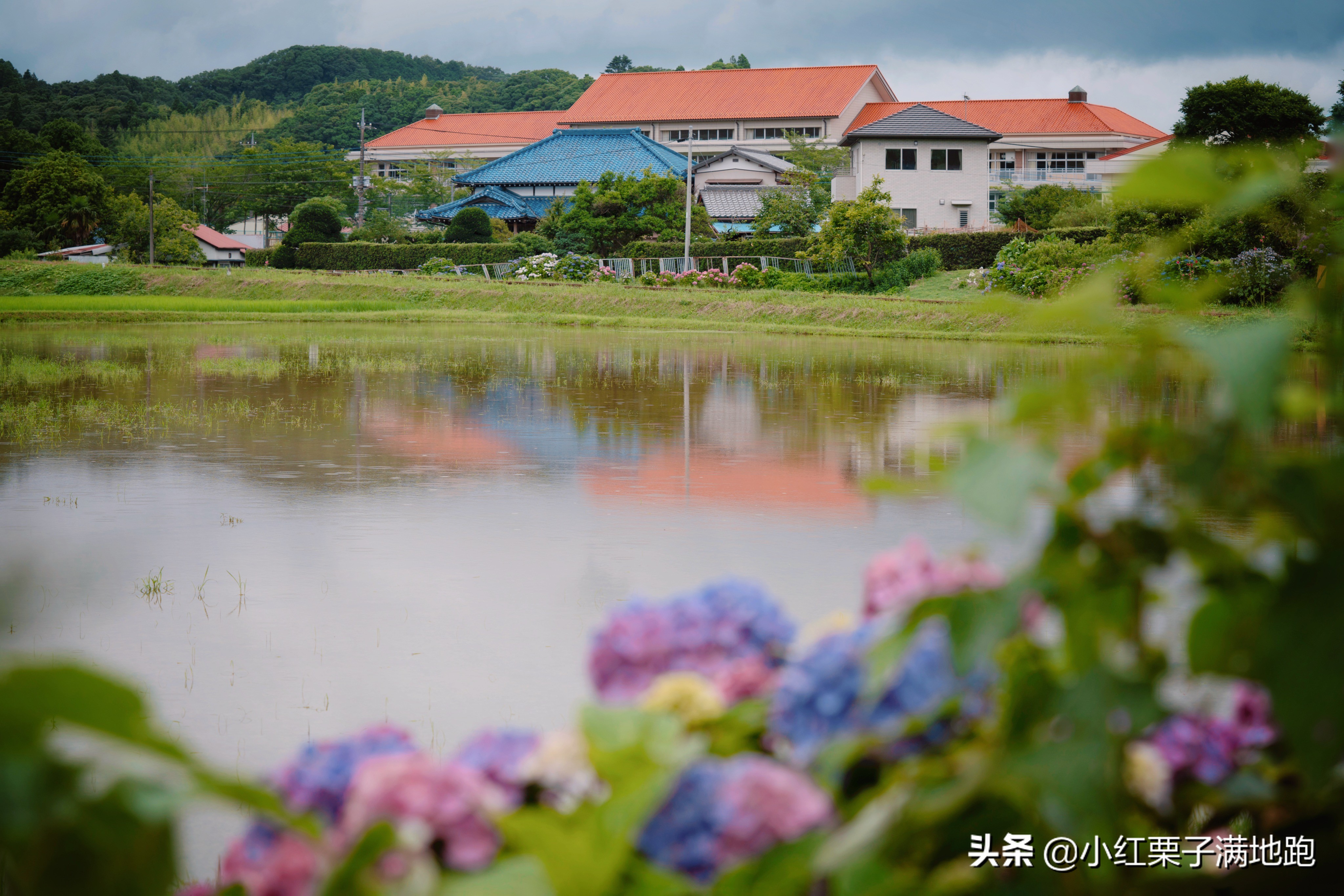 千叶县紫阳花开，如何一边体验火车之旅一边拍摄铁道风景？