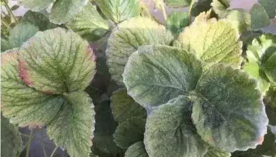 草莓红蜘蛛消灭妙招视频,草莓红蜘蛛如何预防多久打一次药