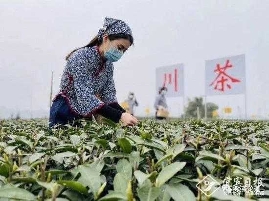 现在上市的新茶值得买吗,现在上市的新茶有哪几种