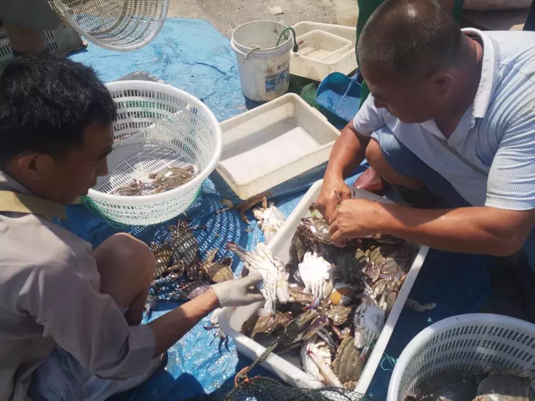 青岛开海了新鲜肥美的海鲜已上市,青岛开海红岛海鲜八大关