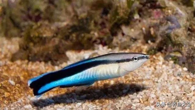 星子鱼可以和观赏鱼一起养吗,细长的观赏鱼是什么鱼