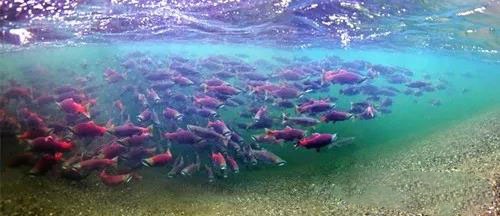 科普中国三文鱼,智利三文鱼