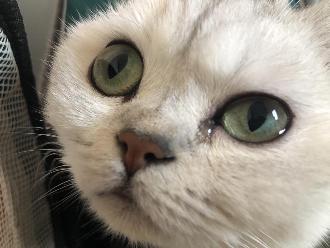 猫咪被打眼睛睁不开有分泌物,猫咪眼睛分泌物多是怎么回事