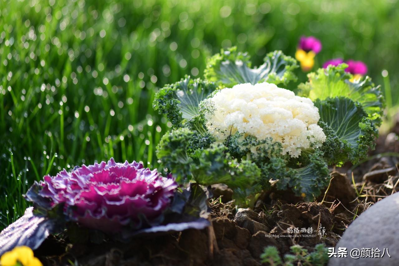 零下9度来袭，花园里的绿色是那么动人|园丁
