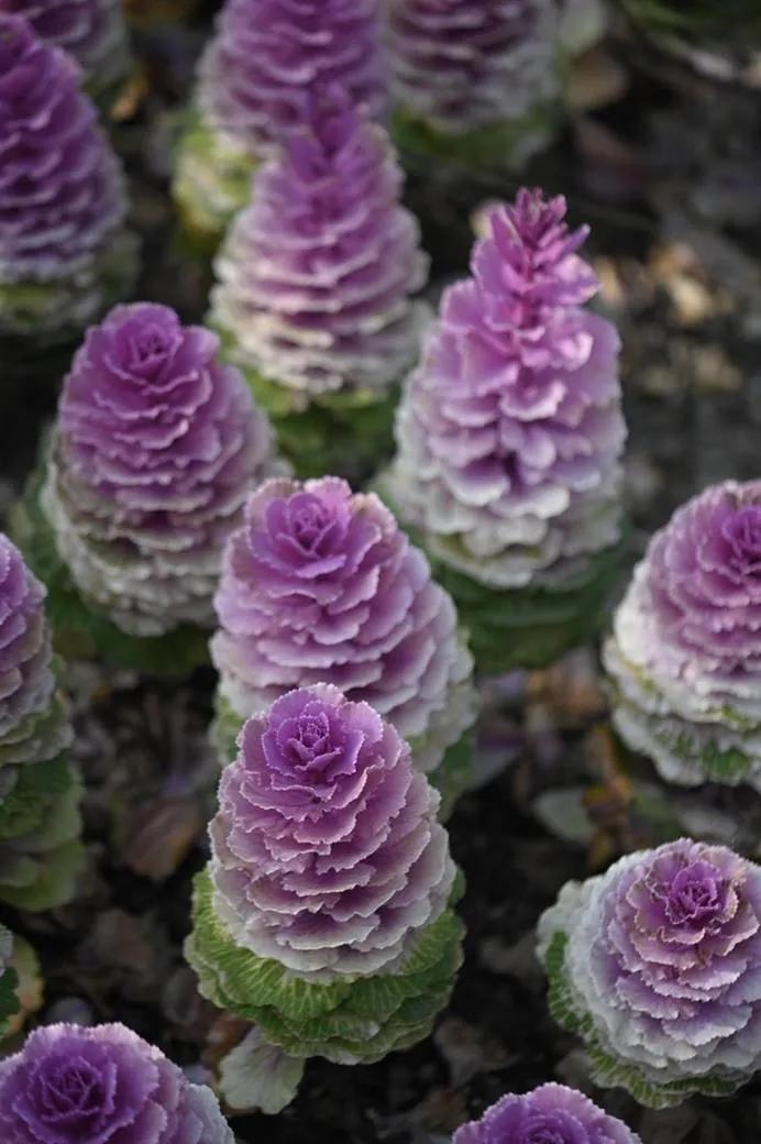 微距为什么都是超广角,微距为什么要三脚架和灯